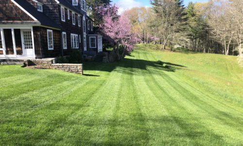 Freshly mowed front lawn with visible cutting stripes in front of a large two-story home