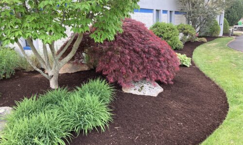 Dark mulched garden bed featuring a red Japanese maple and green ornamental shrubs