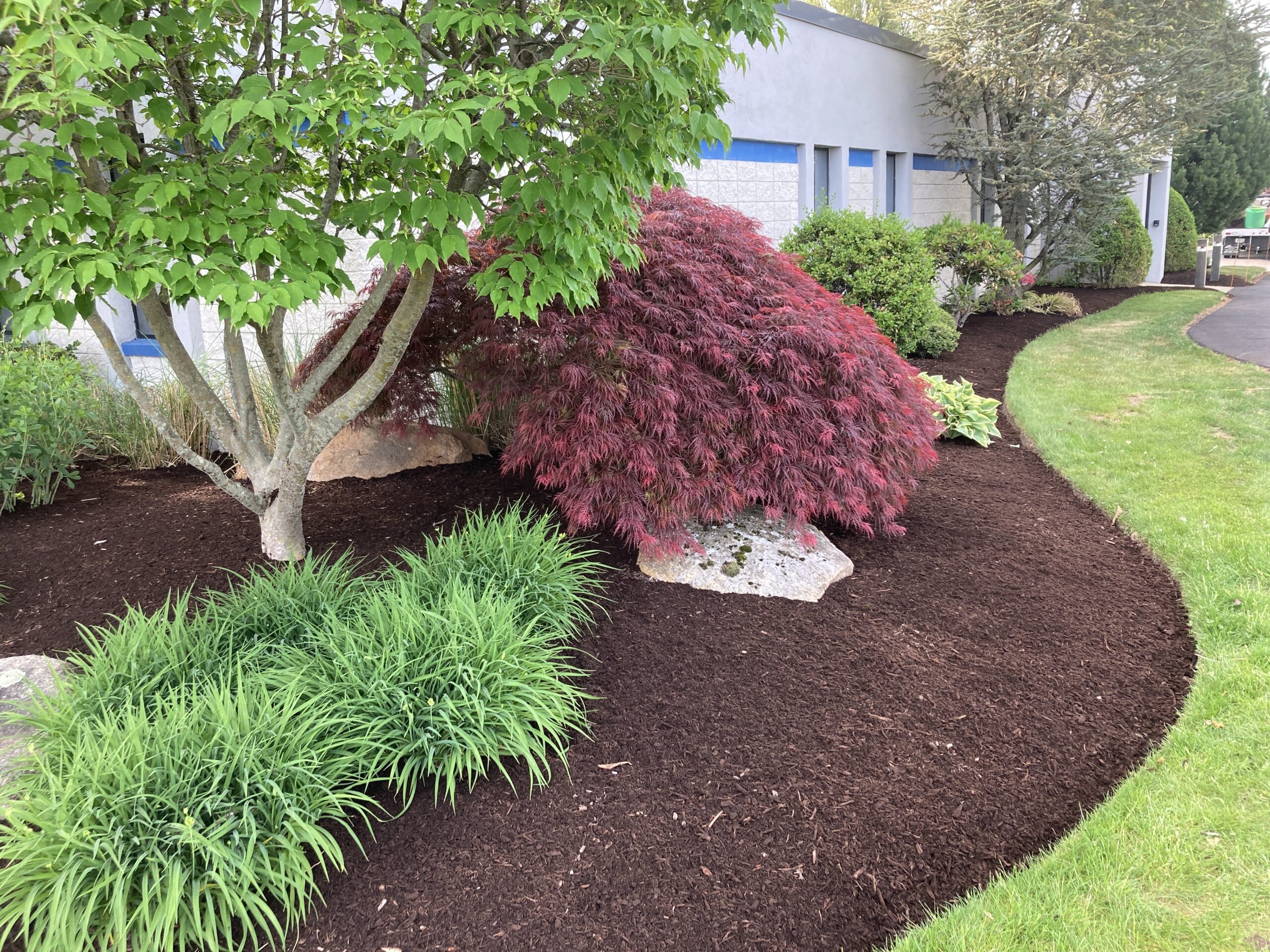 Dark mulched garden bed featuring a red Japanese maple and green ornamental shrubs