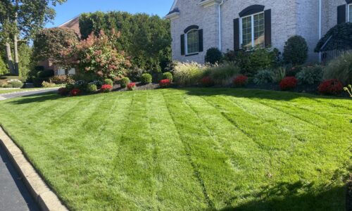 Weekly Maintenance + Fertilization