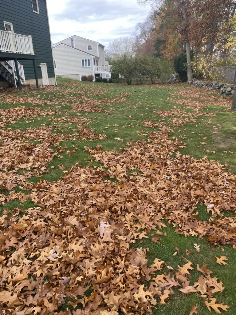 Bot TNERpW9nC1DfLCZ0RUuY customImages Before Fall Clean Up (2) compressed