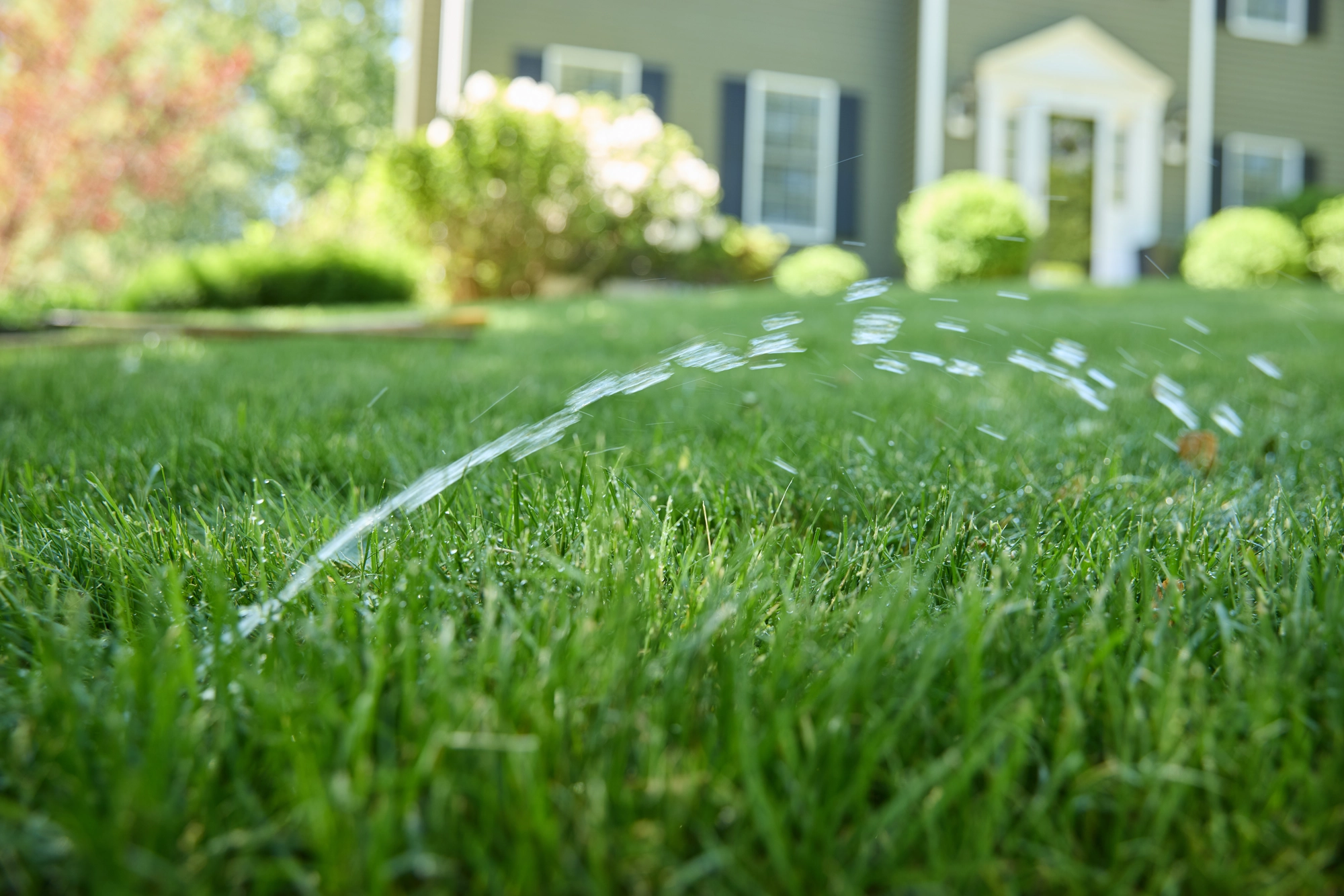 Ground-level view of a sprinkler watering a lush green lawn in front of a suburban home with manicured shrubs and landscaped garden beds.