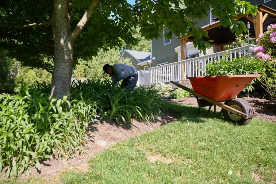 A Lawnscapes crew member bent over tending a mulched garden bed beside a red wheelbarrow, with a manicured lawn, large shade tree, and a home's deck and porch in the background.